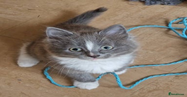 Mixed Breed cats absolutely beautiful grey female kitten  - Advert 7