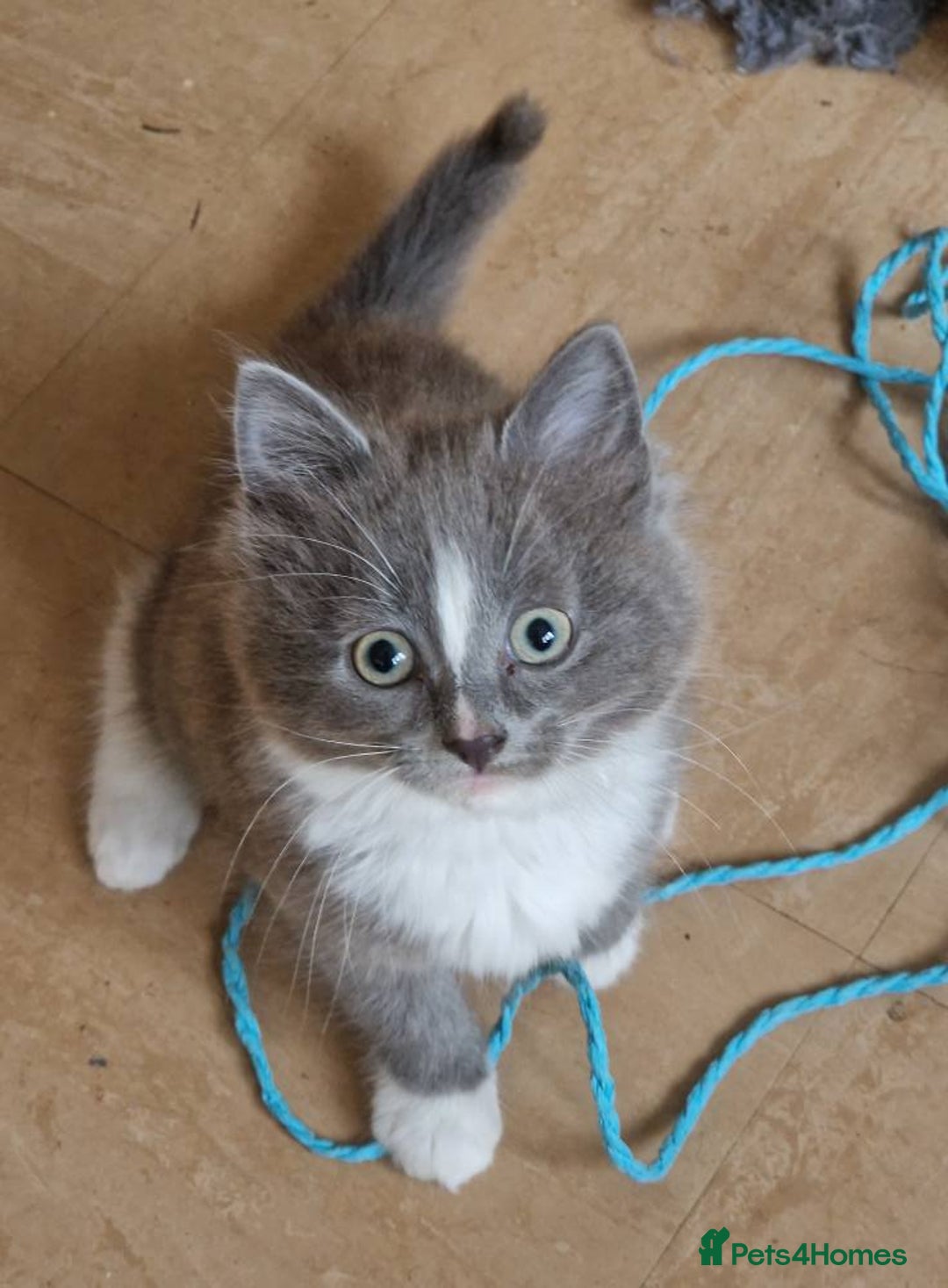 Mixed Breed cats for sale: absolutely beautiful grey female kitten  - Advert 3