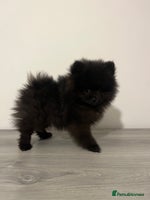 Pomeranian dogs Pomeranian puppy last black boy - Advert 10