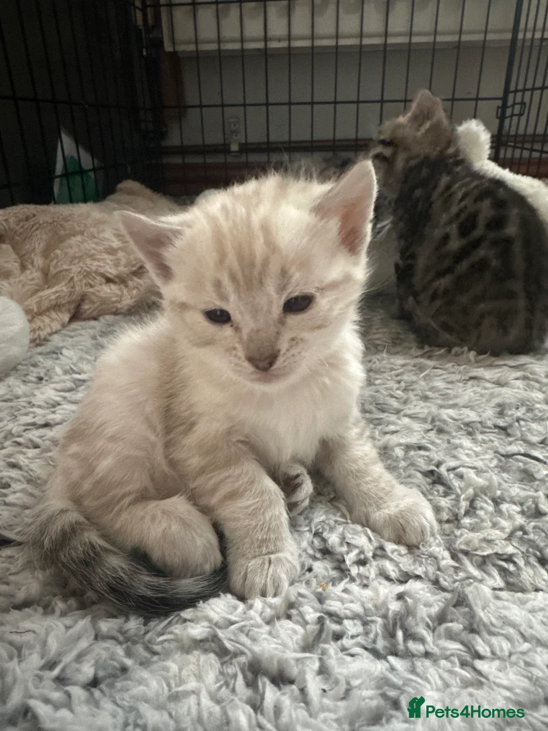 Mixed Breed cats for sale: Beautiful Bengal Ragdoll Mix Kittens for Sale - Advert 9