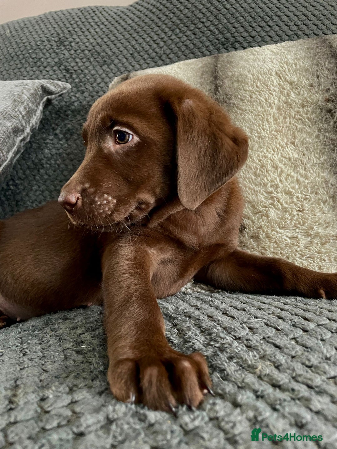Labrador Retriever dogs for sale: Labrador puppies  - Image 8