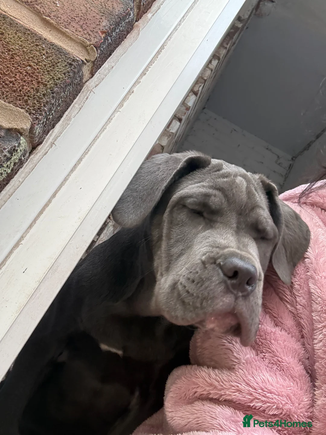 Cane Corso dogs for sale: 16 week old cane corso  in Dukinfield - Advert 2