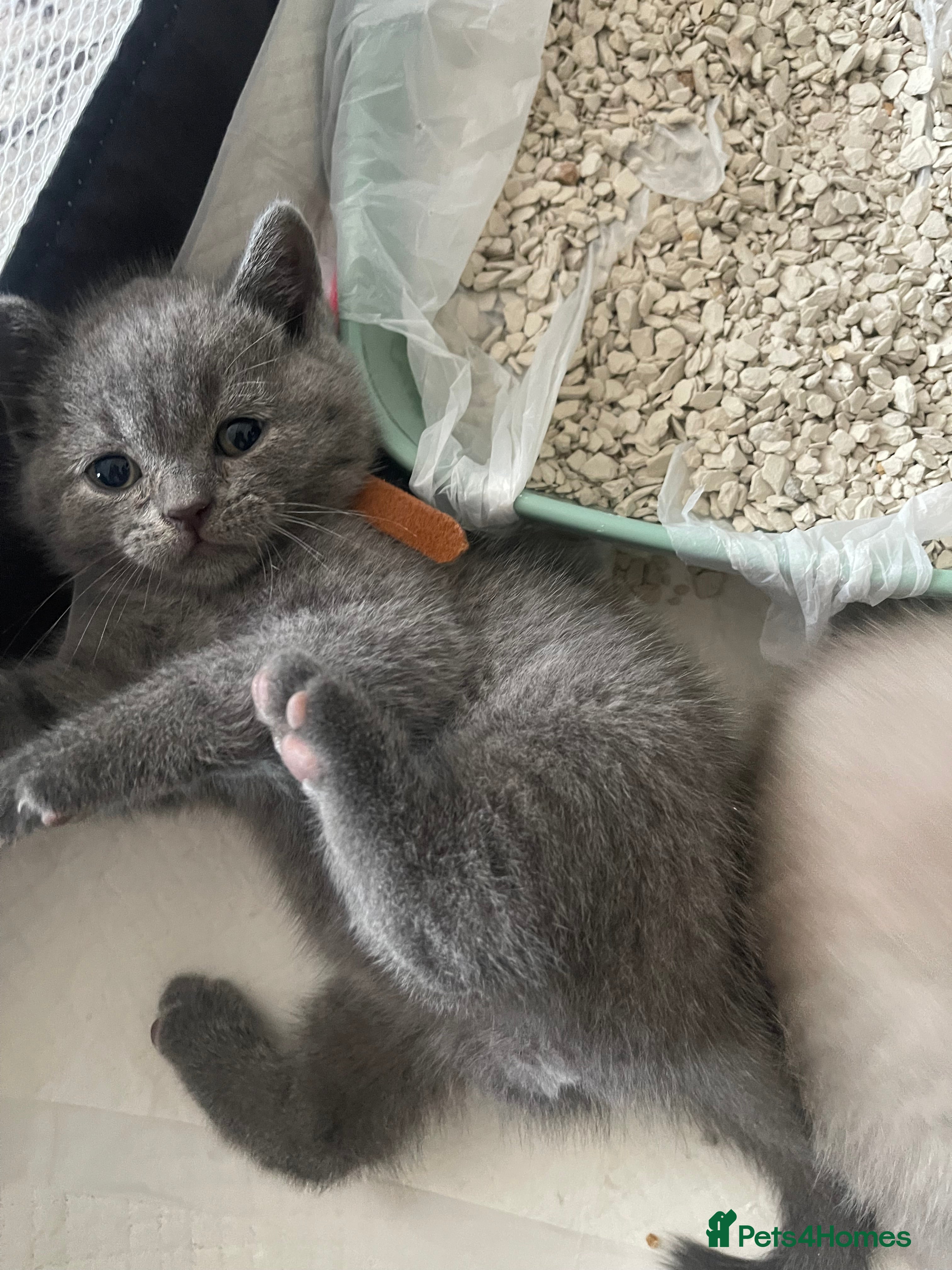 British Shorthair cats GCCF pedigree British shorthairs  - Advert 9