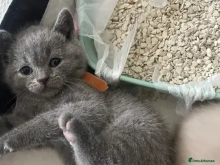British Shorthair cats GCCF pedigree British shorthairs - Advert 9