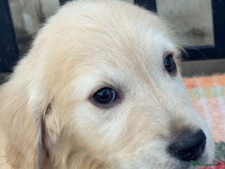 Golden Retriever dogs KC health checked outstanding temperaments - Advert 4