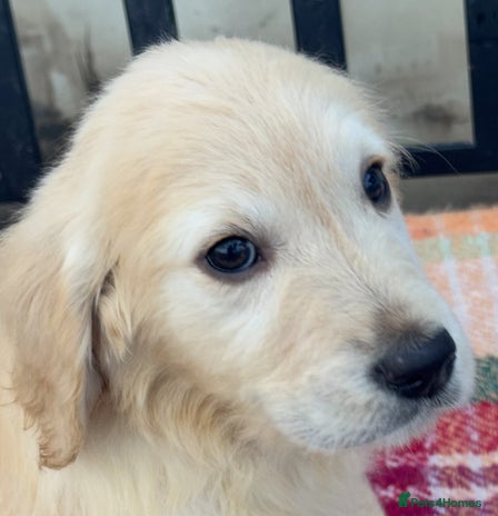 Golden Retriever dogs KC health checked outstanding temperaments - Advert 10