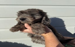 Cockapoo dogs for sale: Cockapoo Puppies (Licensed Breeder)  - Advert 14