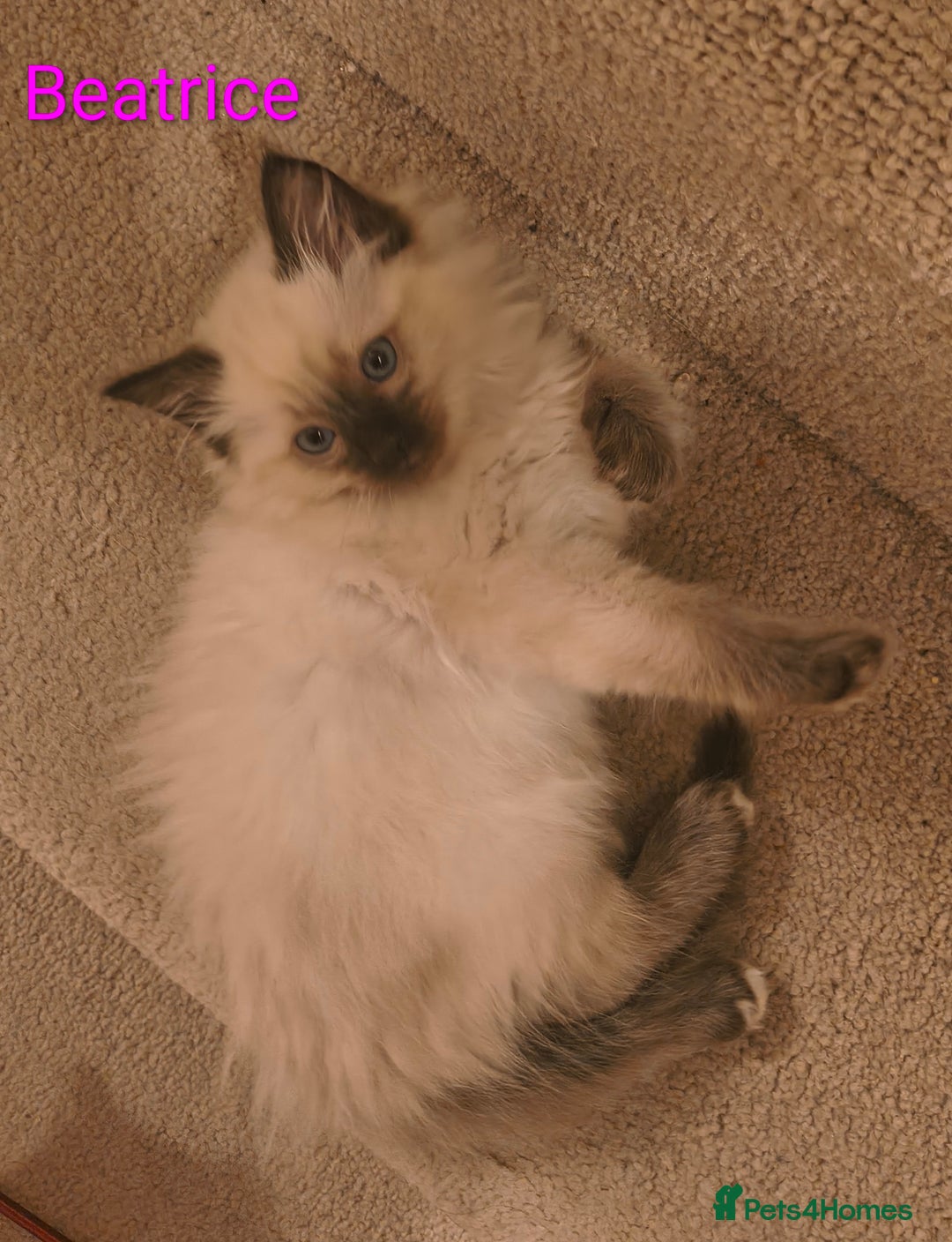 Ragdoll cats for sale: Pure bred Blue- Mitted Seal Point ragdoll kittens  - Advert 5