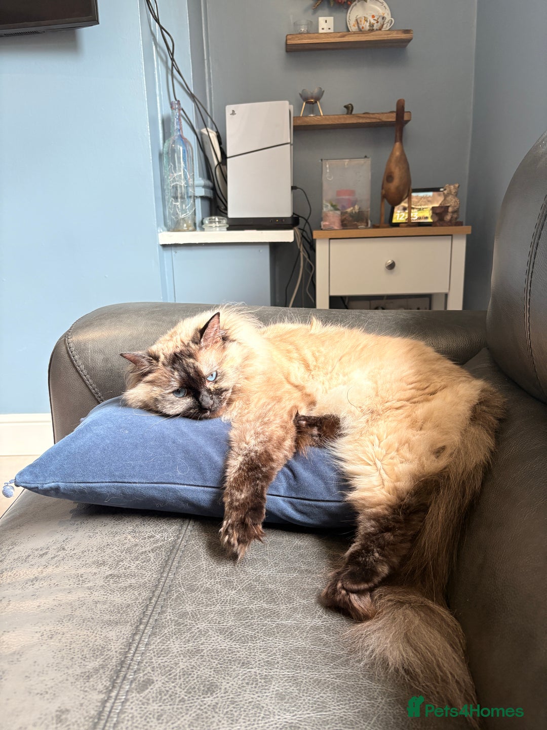 Ragdoll cats for sale: Ragdoll female  - Image 3