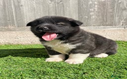 Akita dogs for stud: Chico’s finding LOVE… in Birmingham - Image 14