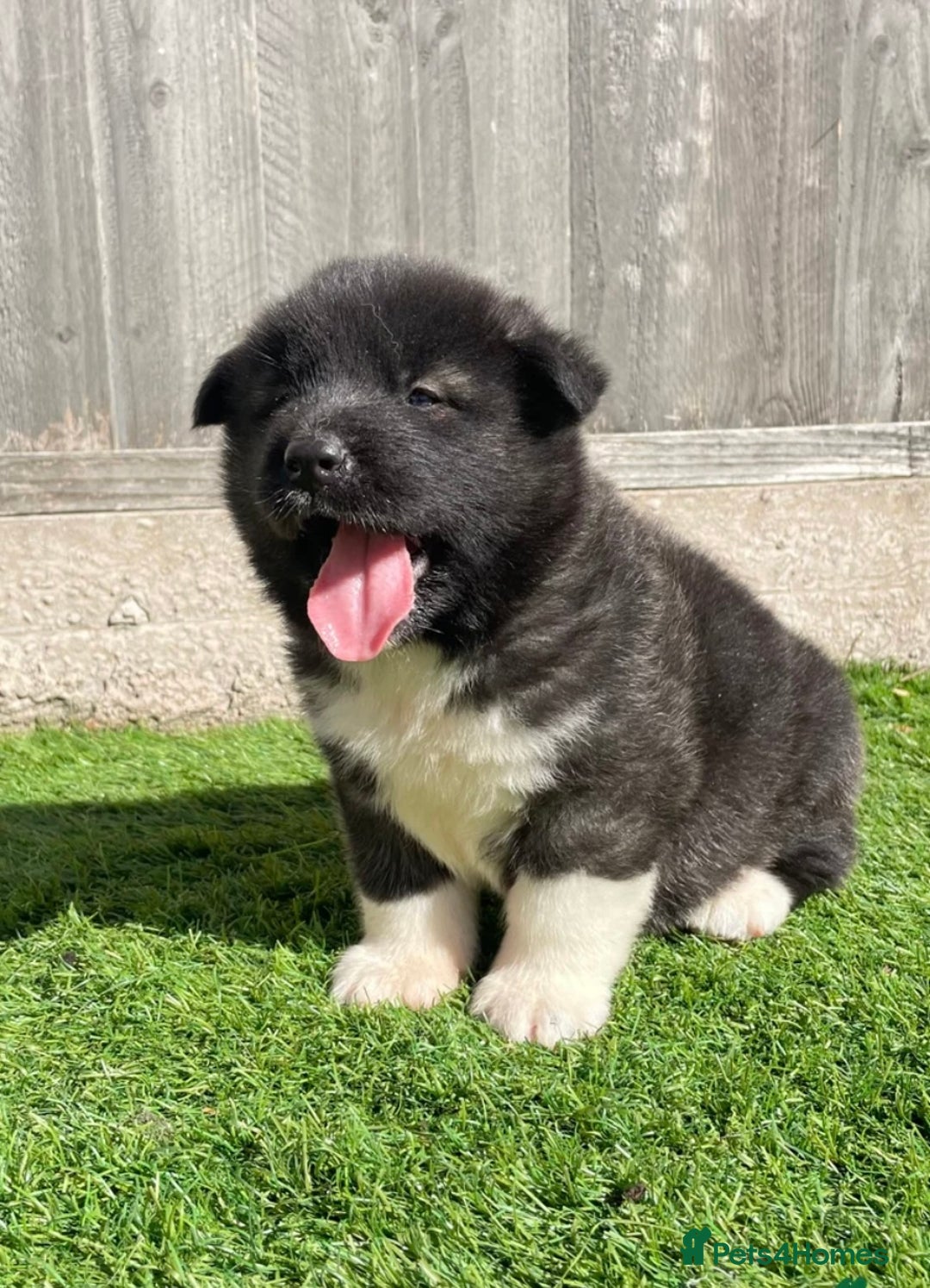 Akita dogs for stud: Chico’s finding LOVE… in Birmingham - Image 14