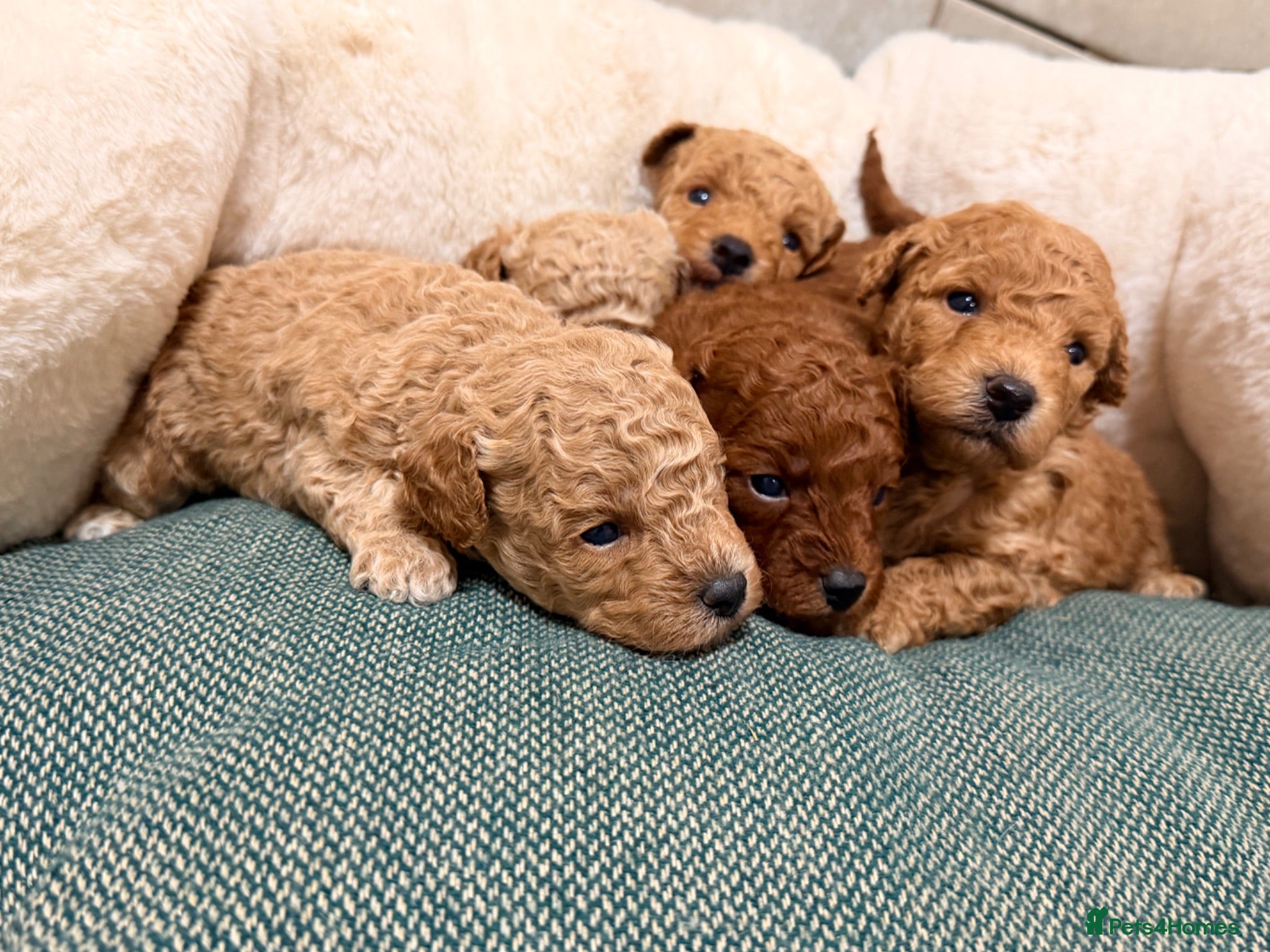 Poochon dogs 🐾 Beautiful Poochon Puppies Cream, Apricot & Red. - Advert 1