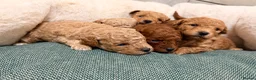 Poochon dogs for sale: 🐾 Beautiful Poochon Puppies Cream, Apricot & Red. - Advert 1