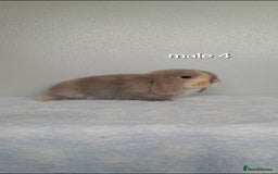 Mini Lop rabbits for sale: Stunning pure breed mini lops - Image 12