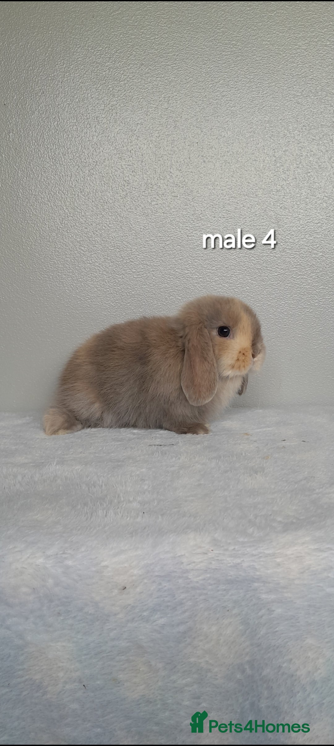 Mini Lop rabbits for sale: Stunning pure breed mini lops - Image 12