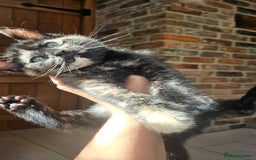 Mixed Breed cats for sale: 4 adorable kittens | ragdoll mix - Image 17