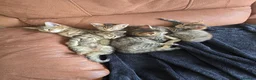 Domestic Shorthair cats for sale: 5 beautiful tabby kittens for Sale!!! - Advert 13