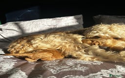 Cockapoo dogs for sale: Beautiful puppies in time for  ** ! 🐶 🥰  **   - Image 3