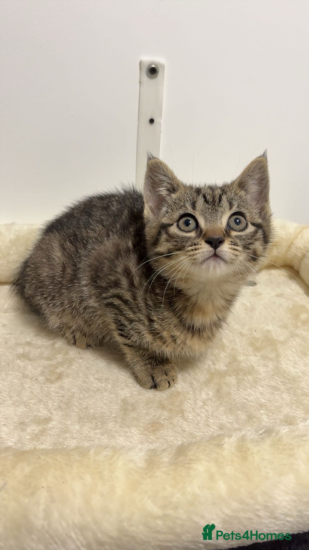 Mixed Breed cats for sale: Last remaining Female Kitten - Ready for rehoming! - Advert 5