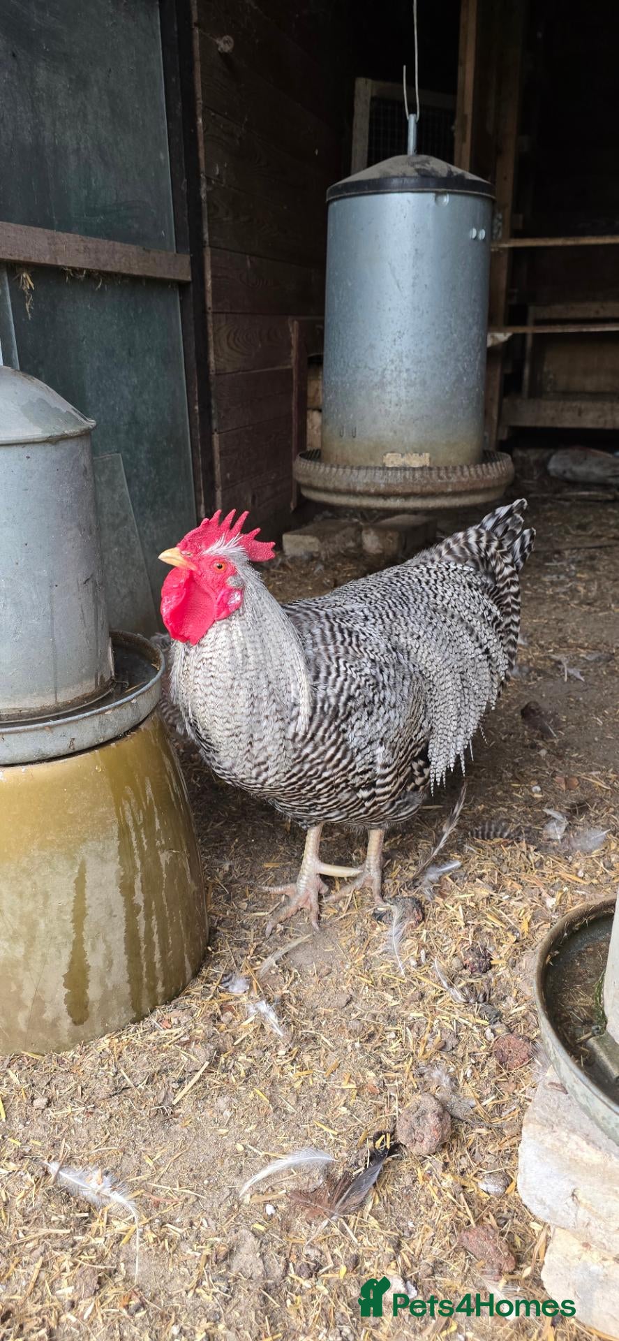 Chickens poultry Barred Plymouth Rock Cockerel - Advert 1