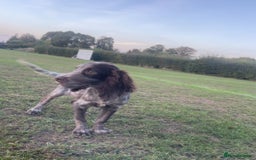 Cocker Spaniel dogs for sale: Beautiful cocka spaniel for sale 😍 - Image 4