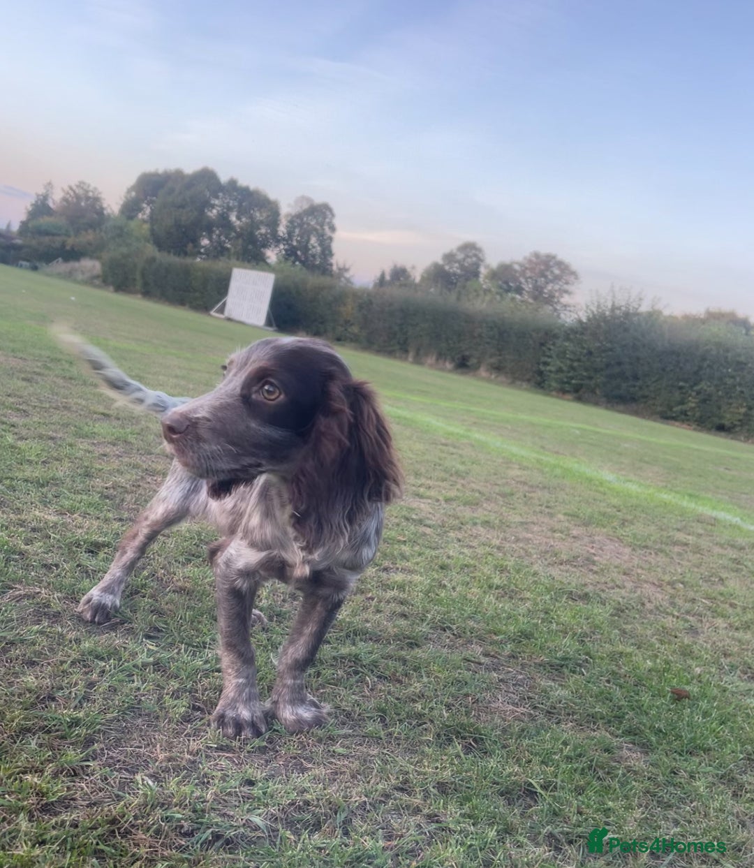 Cocker Spaniel dogs for sale: Beautiful cocka spaniel for sale 😍 - Image 4