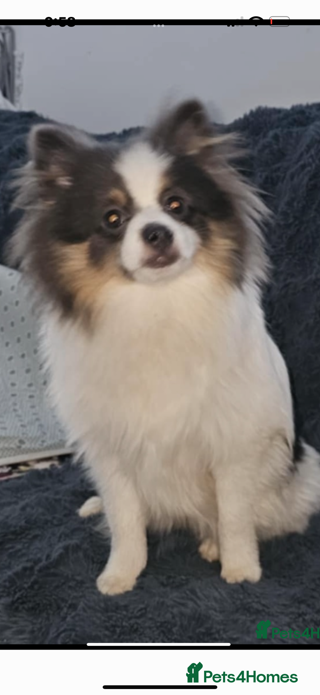 Pomeranian dogs for sale: Beautiful blue and white Pomeranian girl 2 years - Advert 5