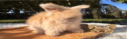 Angora rabbits for sale: Fully Vaccinated Pedigree English Angoras  - Advert 19