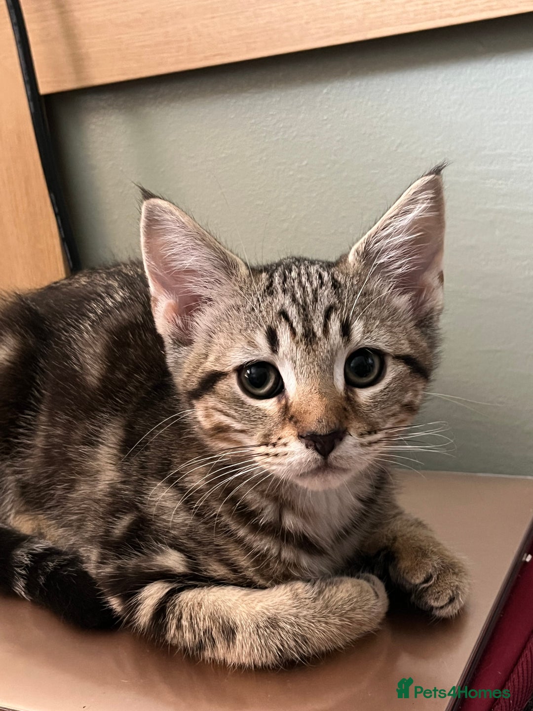 Maine Coon cats for sale: Adorable Kittens - Image 17