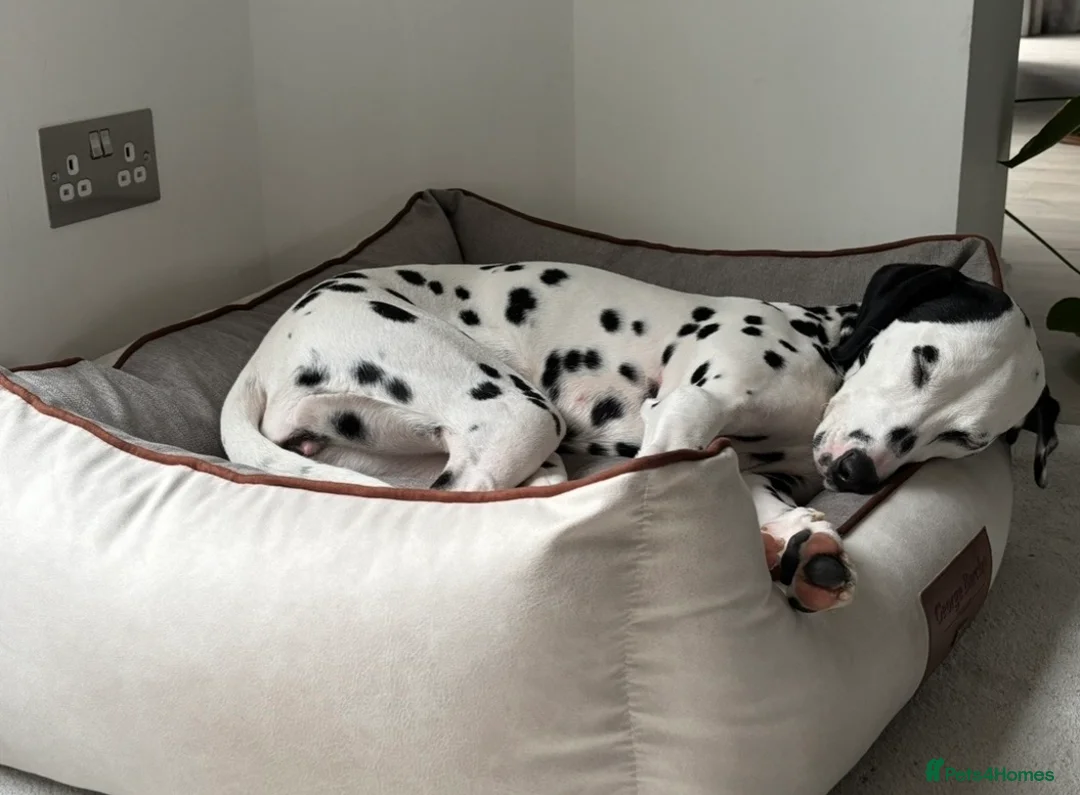 Dalmatian dogs for sale: 18 month old female Dalmatian  in Bridge of Weir - Advert 6