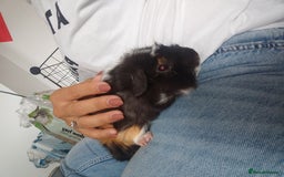 Guinea Pig rodents for sale: 2 Male Guinea Pigs - Have to go together  - Image 11