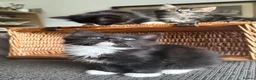 Mixed Breed cats for sale: Maine Coon Mixed Kittens Tabby & Tuxedo Richmond - Advert 39