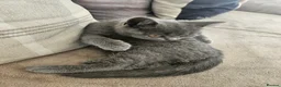 British Shorthair cats for sale: Adorable British Shorthair  Blue Kitten  in Cupar - Advert 6
