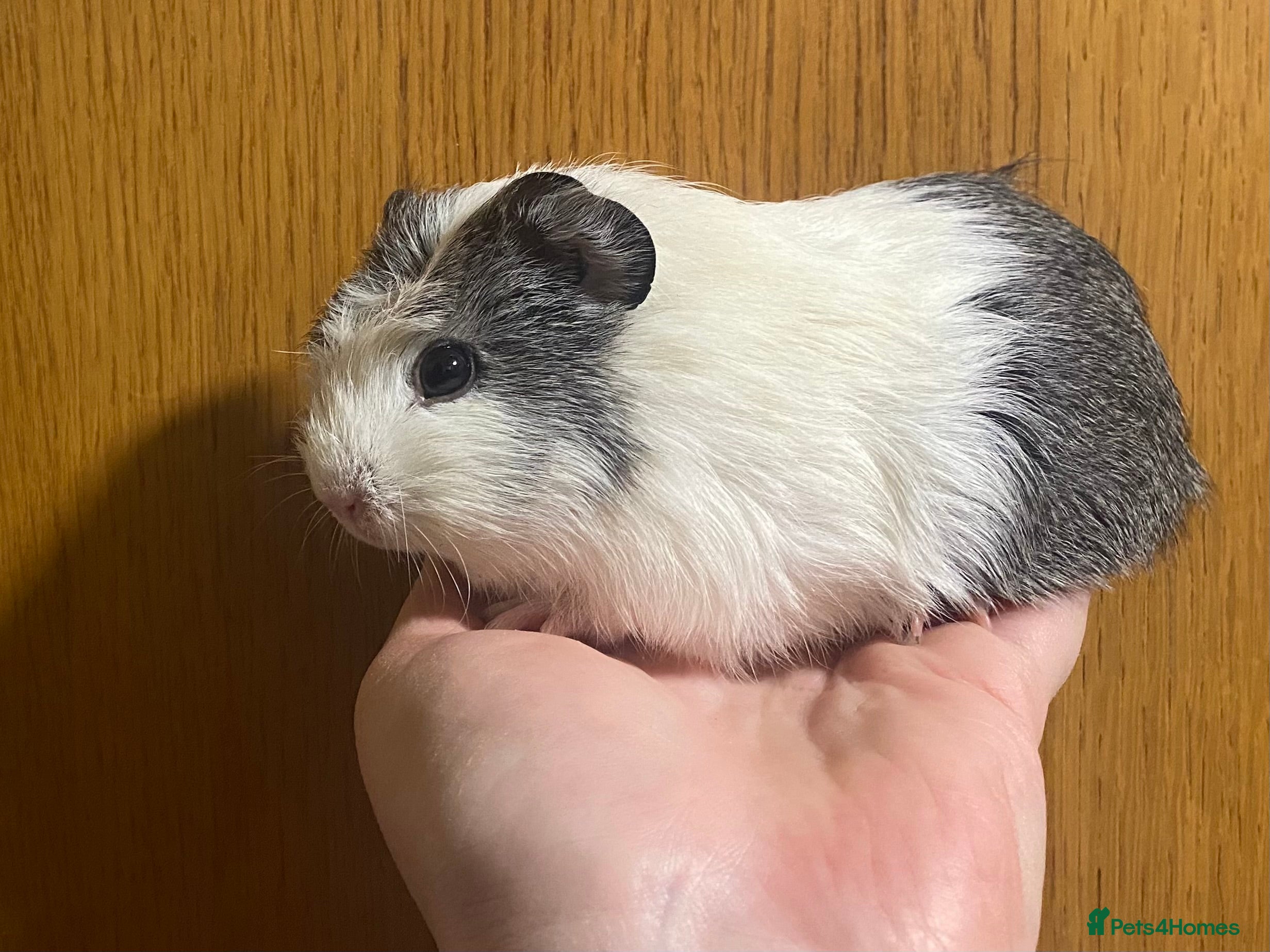 Guinea Pig rodents Baby & Adult Guinea Pig GIRLS - Advert 7