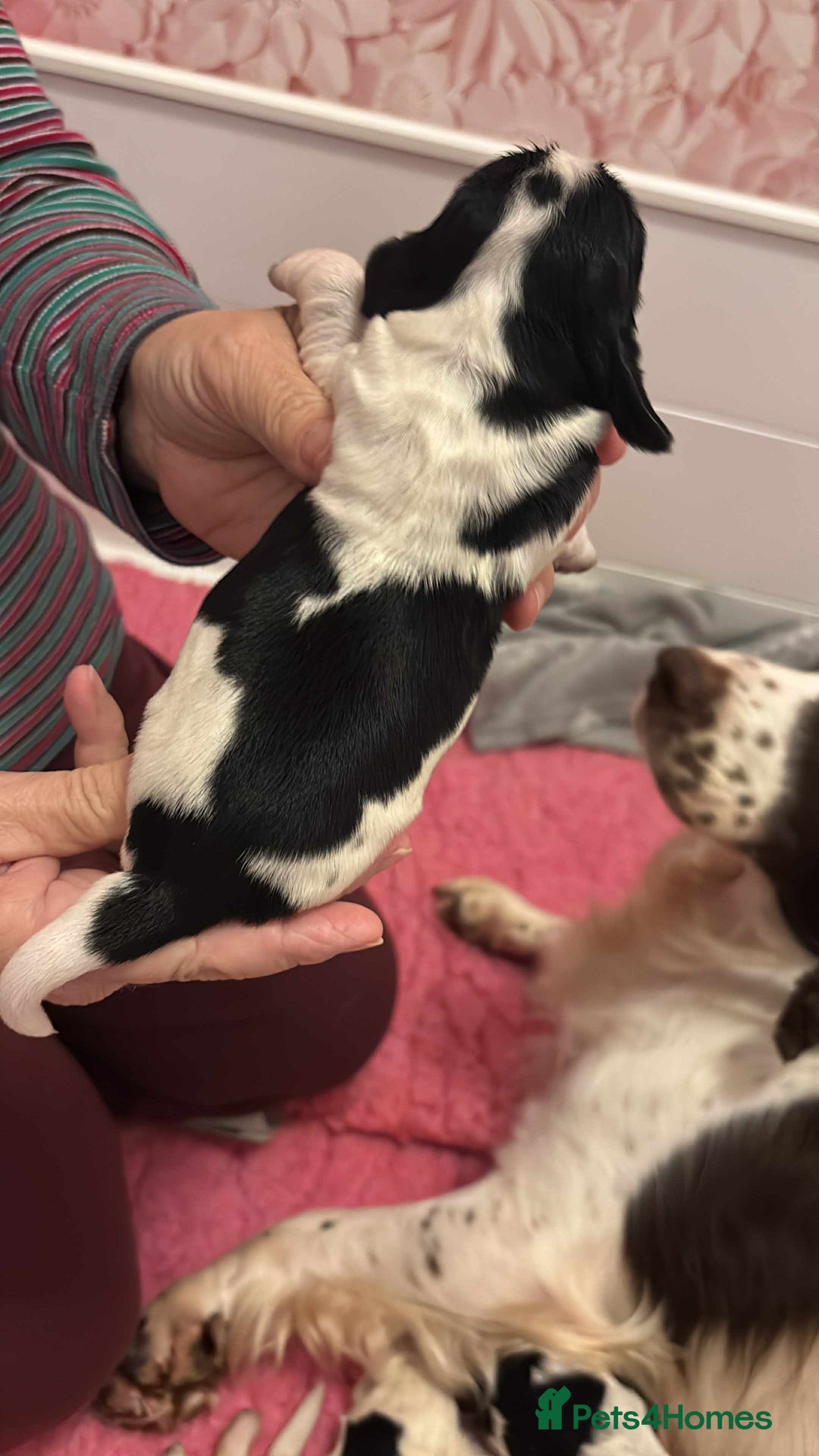 Sprocker dogs for sale: Adorable F1 Sprocker Spaniel Babies.  - Advert 22