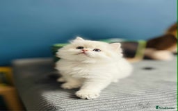 British Longhair cats for sale: ‼️🐾😍Colourpoint purebred BLH😻1 Left 🐱 - Advert 26