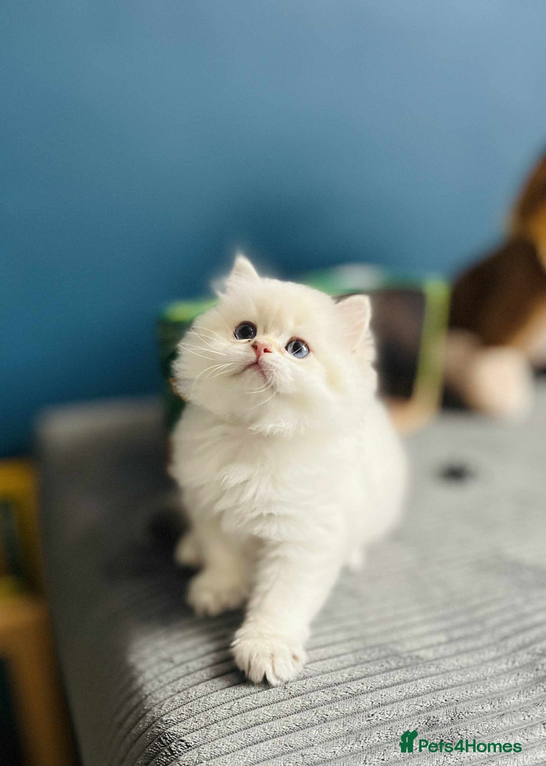 British Longhair cats for sale: ‼️🐾😍Colourpoint purebred BLH😻1 Left 🐱 - Advert 26