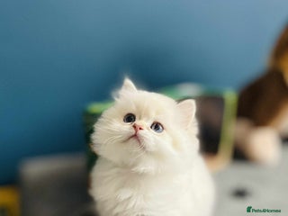 British Longhair cats ‼️🐾😍Colourpoint purebred BLH😻1 Left 🐱 - Advert 1