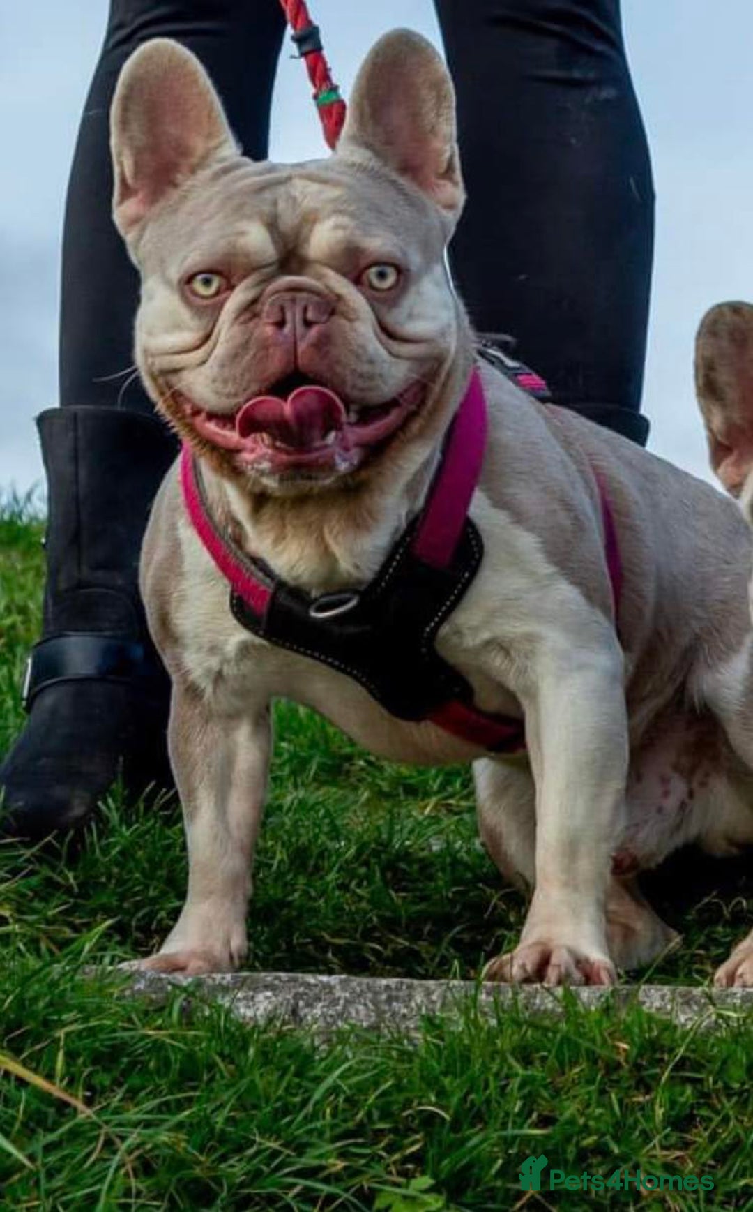 French Bulldog dogs for stud: New Shade Isabella Pied French Bulldog Stud Proven in Gunnislake - Advert 2