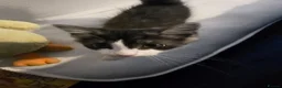 Mixed Breed cats for sale: Mixed breed  in Canvey Island - Advert 6