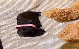 Cocker Spaniel dogs for sale: Beautiful cocker spaniel pups - Image 11