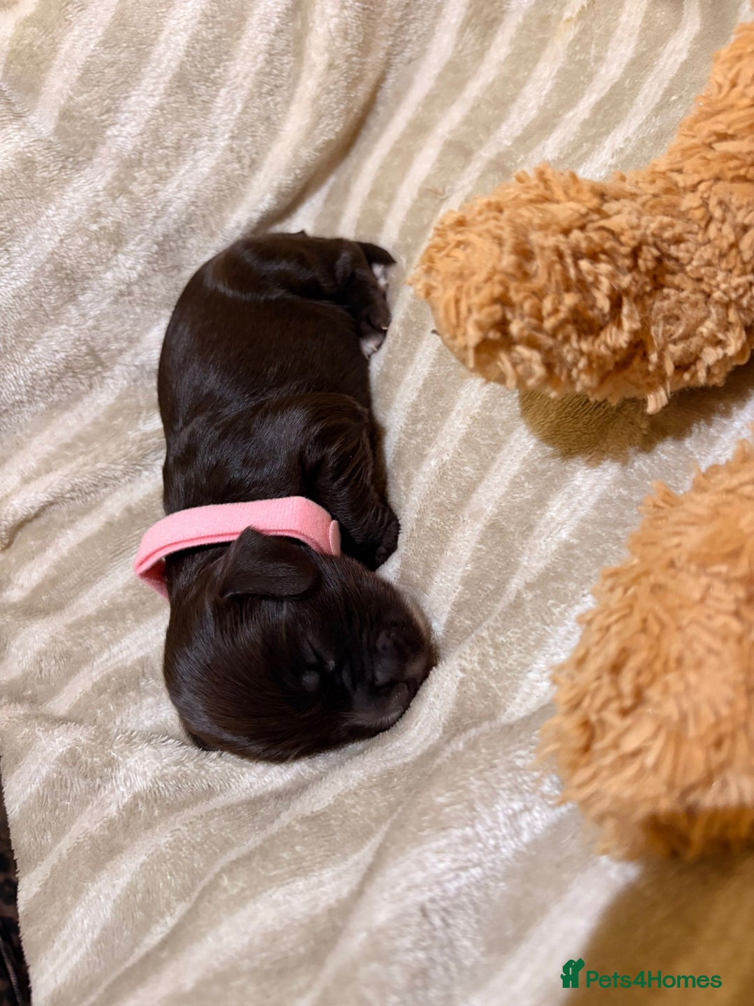 Cocker Spaniel dogs for sale: Beautiful cocker spaniel pups - Image 11