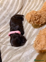 Cocker Spaniel Puppy 3