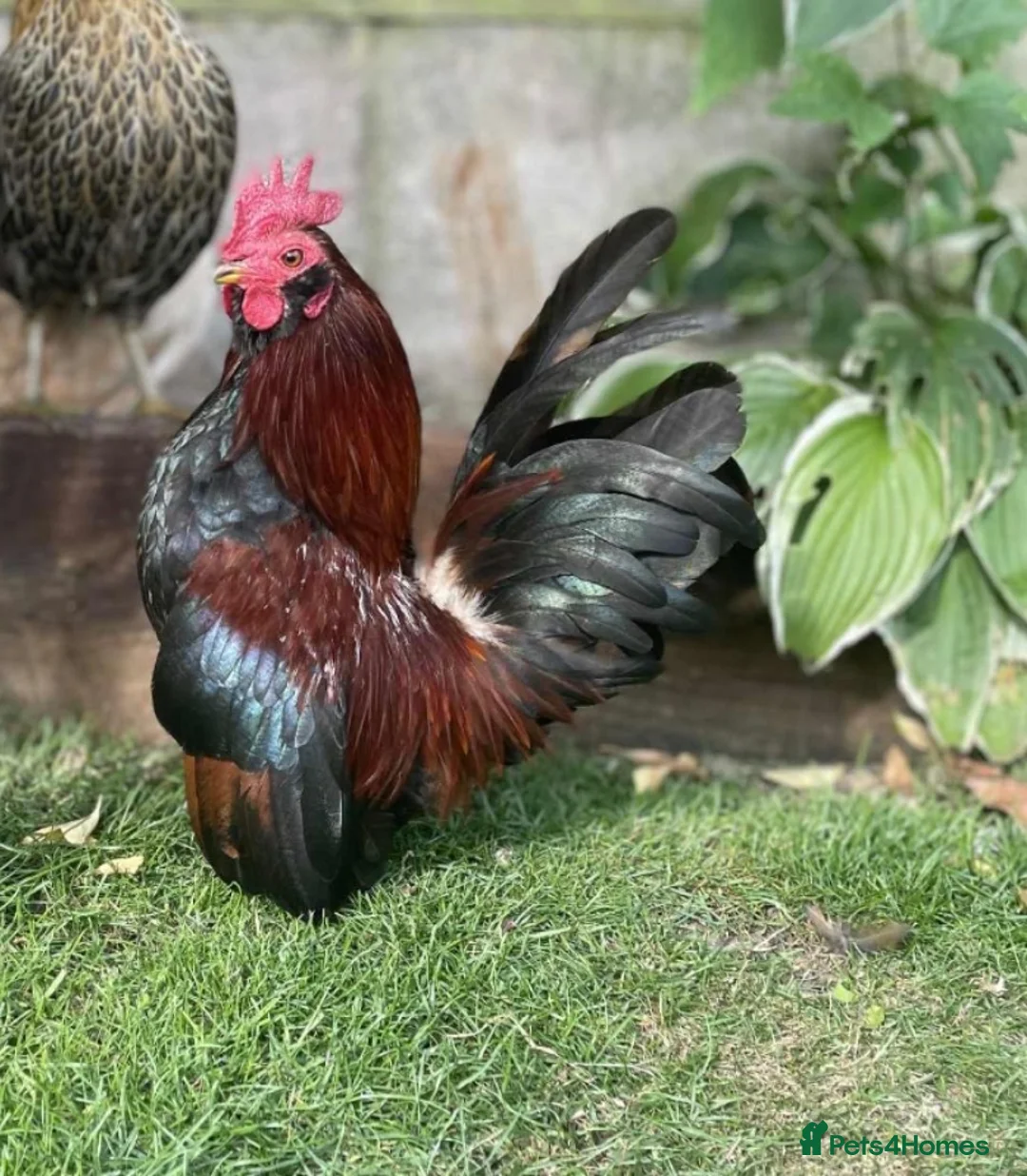 Chickens poultry for sale: Steam chickens for sale  - Advert 2
