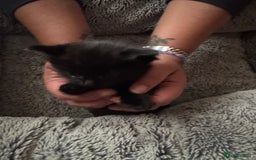 Ragdoll cats for sale: 2 Ragdoll cross Siberian  - Image 9