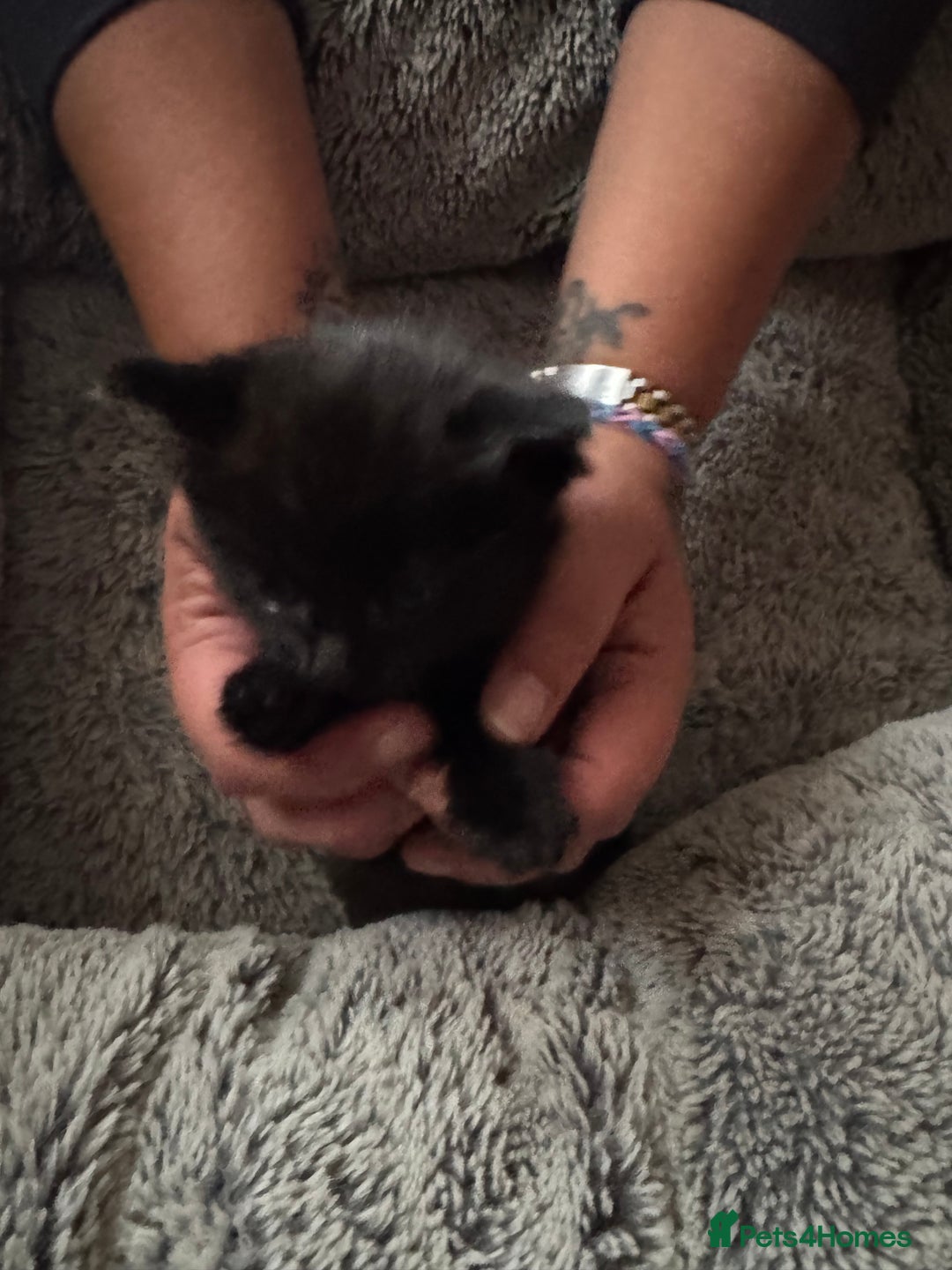 Ragdoll cats for sale: 2 Ragdoll cross Siberian  - Image 9
