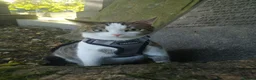Mixed Breed cats for sale: 2 Beautiful kittens for sale - Advert 11