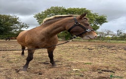 Appaloosa horses for sale: Beautiful Maggie  - Image 4