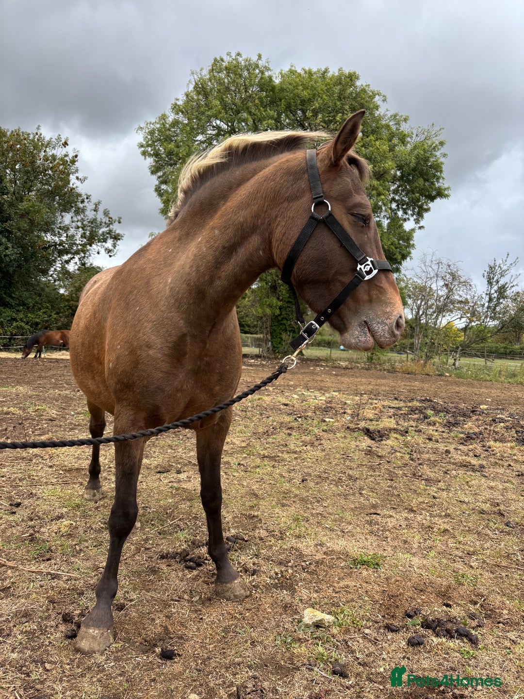 Appaloosa horses for sale: Beautiful Maggie  - Image 4