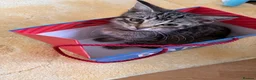 Mixed Breed cats for sale:  Kittens - Advert 10